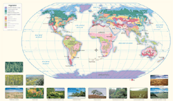 World Vegetation Wall Map